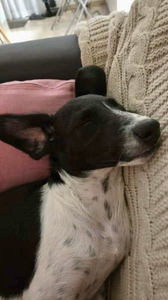 Crumble, mâle croisé berger, né le 26/06/2025 🐶