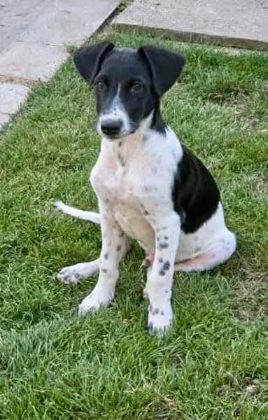 Crumble, mâle croisé berger, né le 26/06/2025 🐶