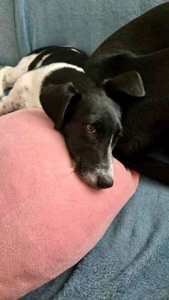 Crumble, mâle croisé berger, né le 26/06/2025 🐶