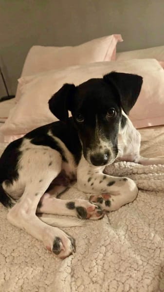 Crumble, mâle croisé berger, né le 26/06/2025 🐶