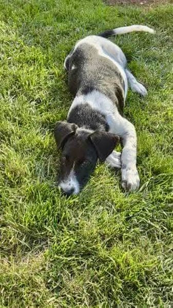 Crumble, mâle croisé berger, né le 26/06/2025 🐶