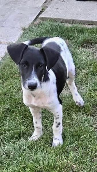 Crumble, mâle croisé berger, né le 26/06/2025 🐶