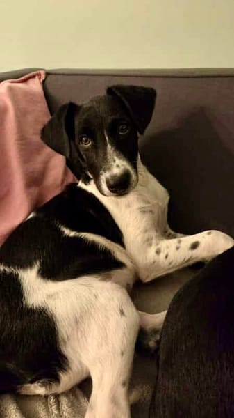 Crumble, mâle croisé berger, né le 26/06/2025 🐶