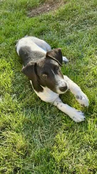 Crumble, mâle croisé berger, né le 26/06/2025 🐶