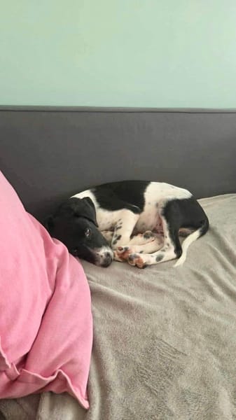 Crumble, mâle croisé berger, né le 26/06/2025 🐶