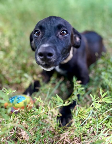 Claudia, femelle berger, née le 21/06/2025 🐶