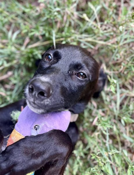 Claudia, femelle berger, née le 21/06/2025 🐶