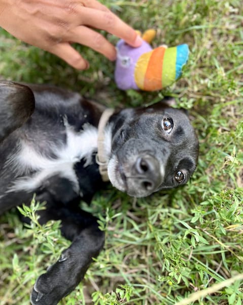 Claudia, femelle berger, née le 21/06/2025 🐶