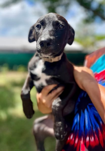 Claudia, femelle berger, née le 21/06/2025 🐶