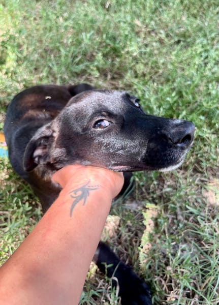 Claudia, femelle berger, née le 21/06/2025 🐶