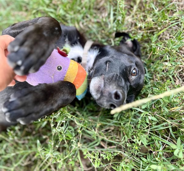 Claudia, femelle berger, née le 21/06/2025 🐶