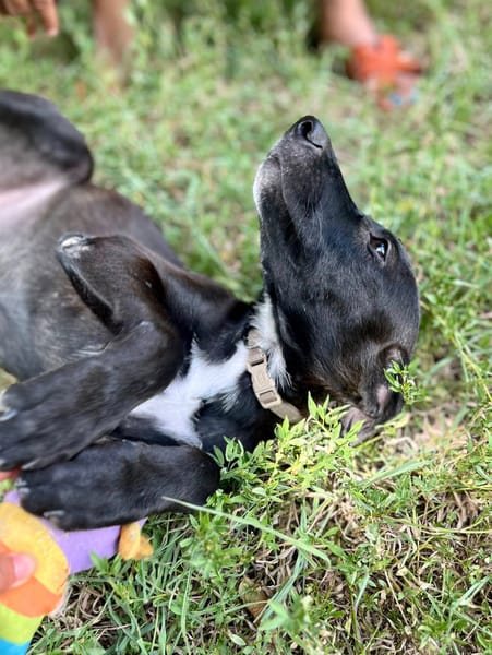 Claudia, femelle berger, née le 21/06/2025 🐶