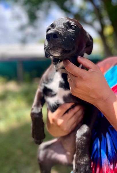 Claudia, femelle berger, née le 21/06/2025 🐶