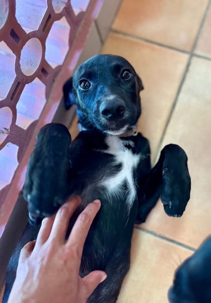 Claudia, femelle berger, née le 21/06/2025 🐶