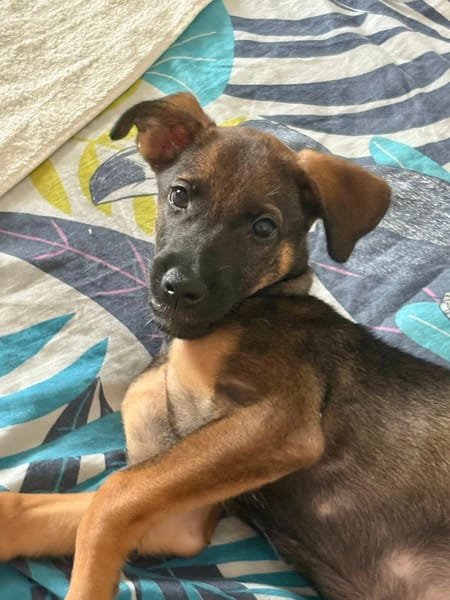 Brownie, femelle croisée berger, née le 01/08/2025 🐶