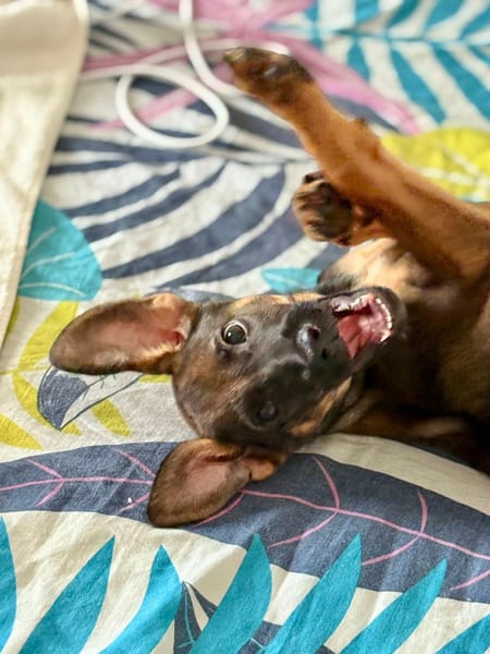 Brownie, femelle croisée berger, née le 01/08/2025 🐶