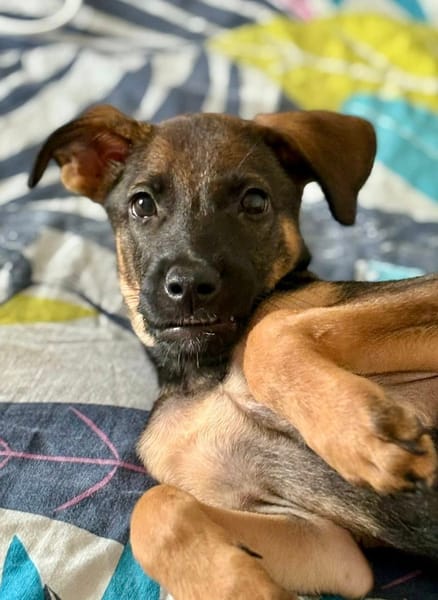 Brownie, femelle croisée berger, née le 01/08/2025 🐶