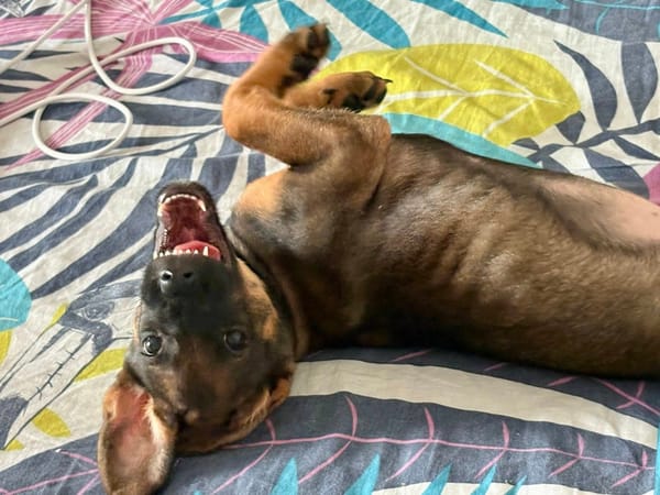 Brownie, femelle croisée berger, née le 01/08/2025 🐶