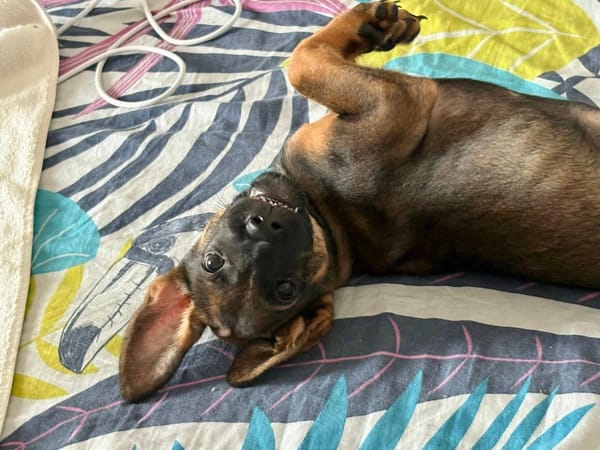 Brownie, femelle croisée berger, née le 01/08/2025 🐶