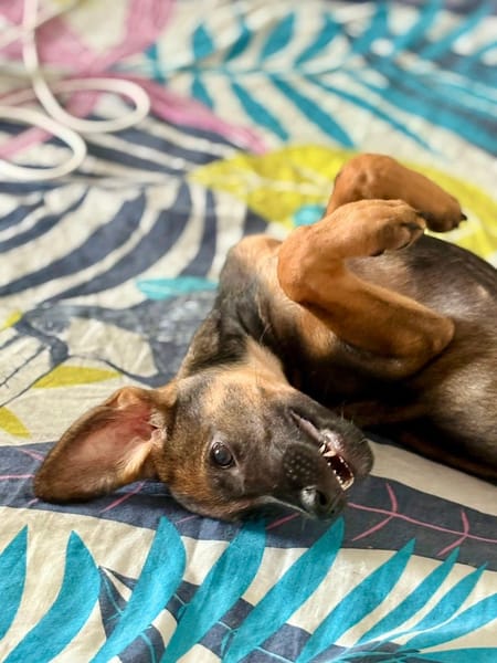 Brownie, femelle croisée berger, née le 01/08/2025 🐶