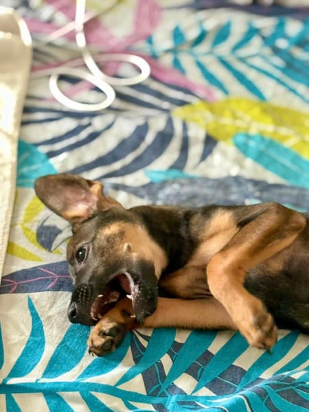 Brownie, femelle croisée berger, née le 01/08/2025 🐶