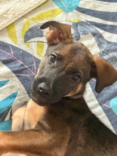 Brownie, femelle croisée berger, née le 01/08/2025 🐶