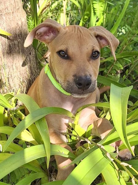 Barton, mâle croisé berger, né le 15/06/2025 🐶