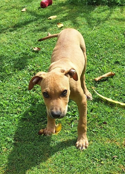 Barton, mâle croisé berger, né le 15/06/2025 🐶