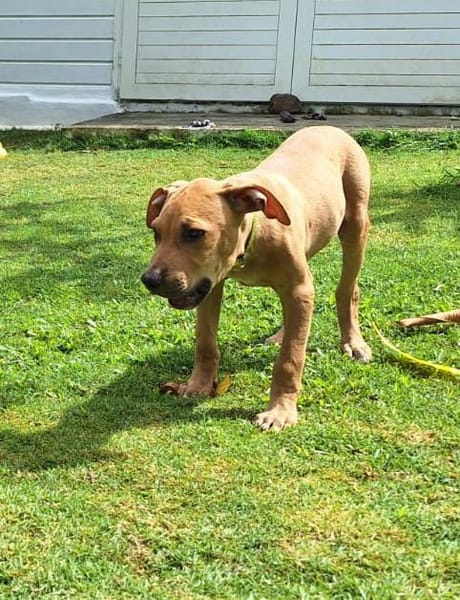 Barton, mâle croisé berger, né le 15/06/2025 🐶