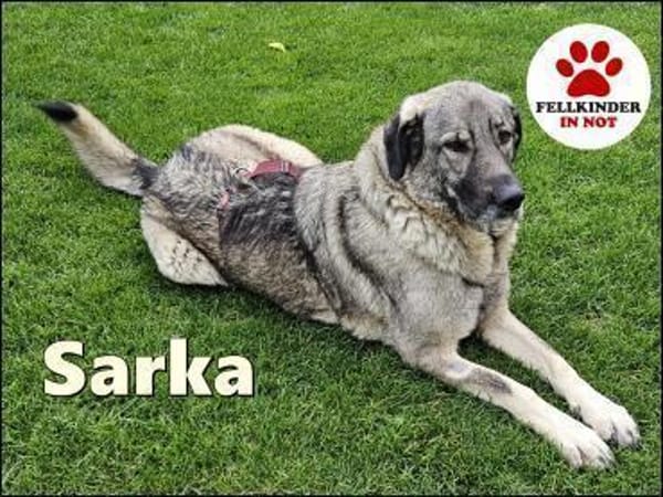 große Sarplaninac Hündin Sarka sucht....