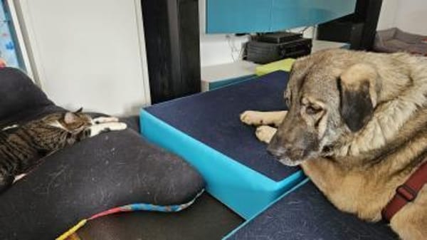 große Sarplaninac Hündin Sarka sucht....