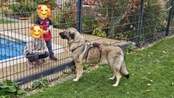 große Sarplaninac Hündin Sarka sucht....