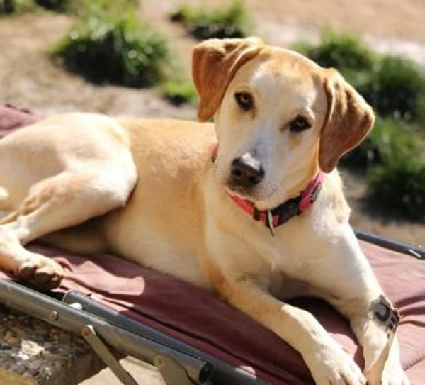 Sharon auf Pflegestelle in Hessen