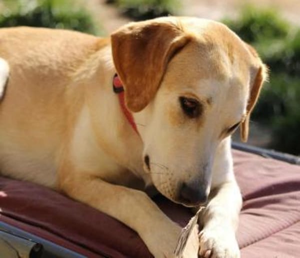 Sharon auf Pflegestelle in Hessen
