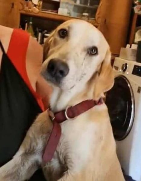 Sharon auf Pflegestelle in Hessen