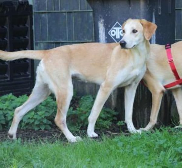 Sharon auf Pflegestelle in Hessen