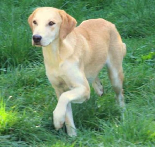 Sharon auf Pflegestelle in Hessen