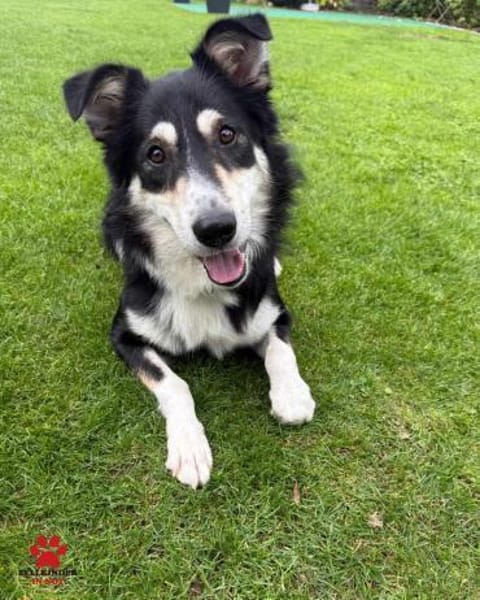 hübscher Border Collie Cuby sucht....