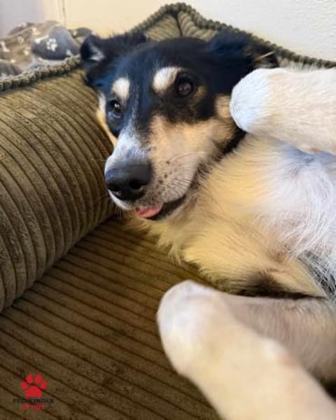 hübscher Border Collie Cuby sucht....