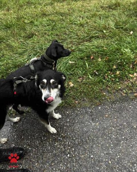 hübscher Border Collie Cuby sucht....