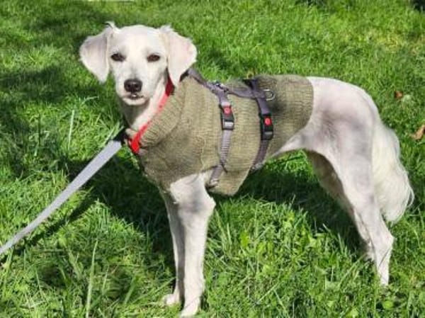 Lustige SOPHIE sucht liebes Zuhause