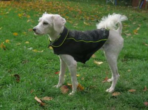 Lustige SOPHIE sucht liebes Zuhause