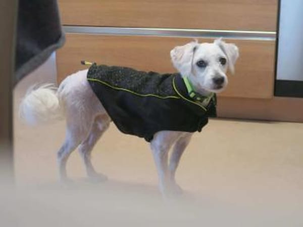 Lustige SOPHIE sucht liebes Zuhause