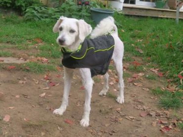 Lustige SOPHIE sucht liebes Zuhause