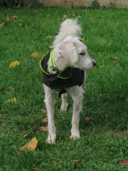 Lustige SOPHIE sucht liebes Zuhause