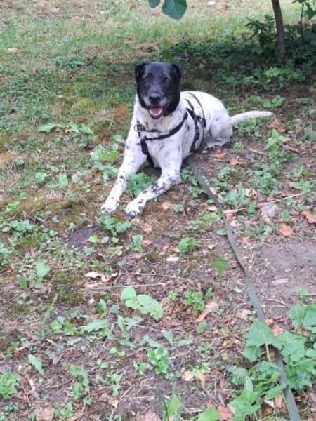 Monty auf PS in Groß-Gerau