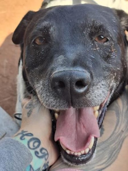 Monty auf PS in Groß-Gerau