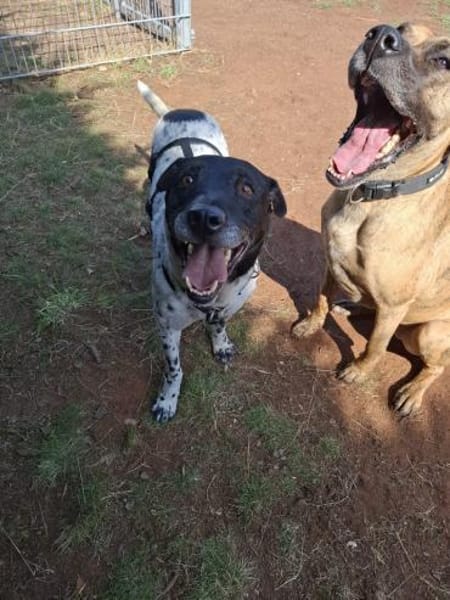 Monty auf PS in Groß-Gerau