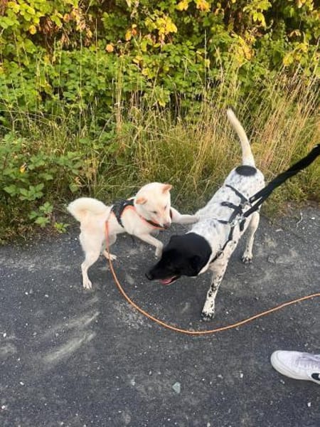 Monty auf PS in Groß-Gerau