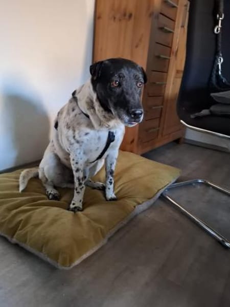 Monty auf PS in Groß-Gerau